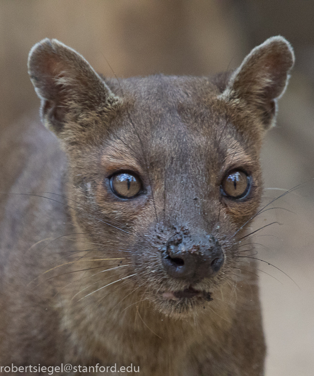 fossa